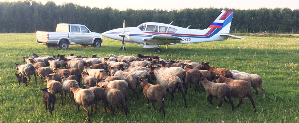 Как свой аэродром помог владимирским бизнесменам стать сыроварами