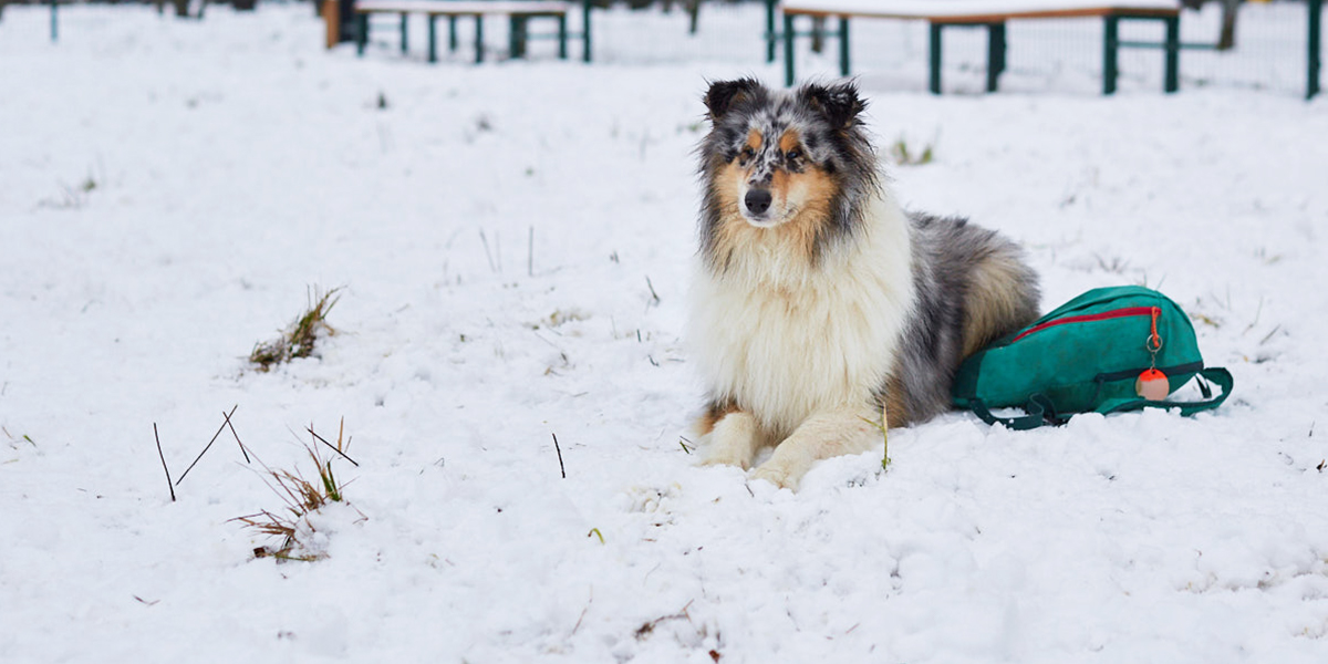 «Лучше бы чипировали»: владимирский волонтер про новые правила содержания домашних животных