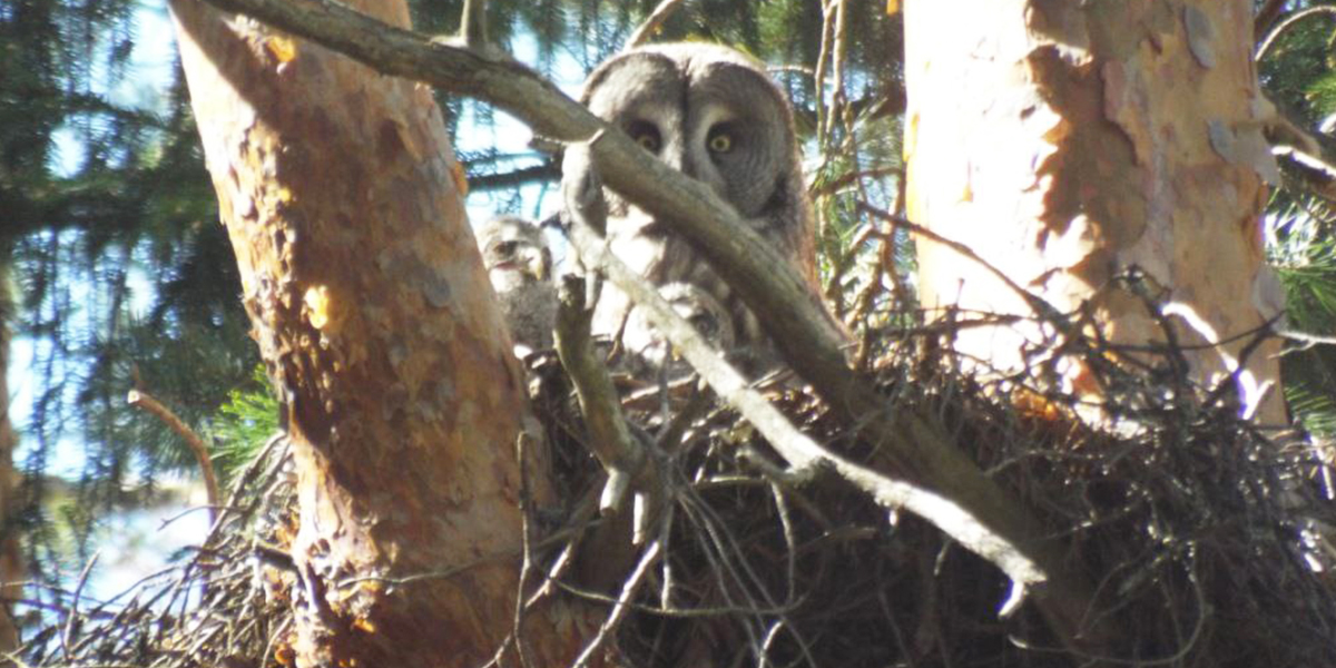 Хит-парад диких животных 33-го региона: лось в садике, утки на дороге, а сова в декрете