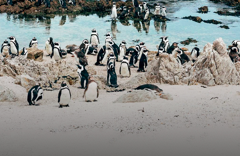 Сафари, африканские пингвины и трейл: 16-дневный тур владимирского маркетолога в ЮАР