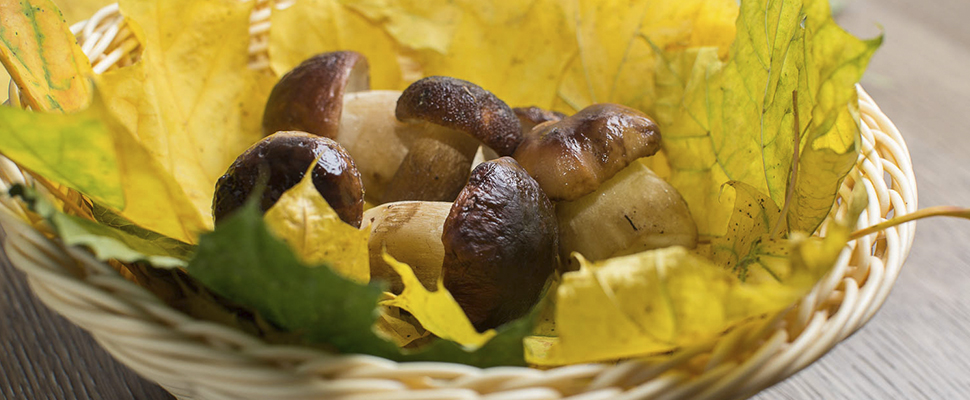 Грибная диета