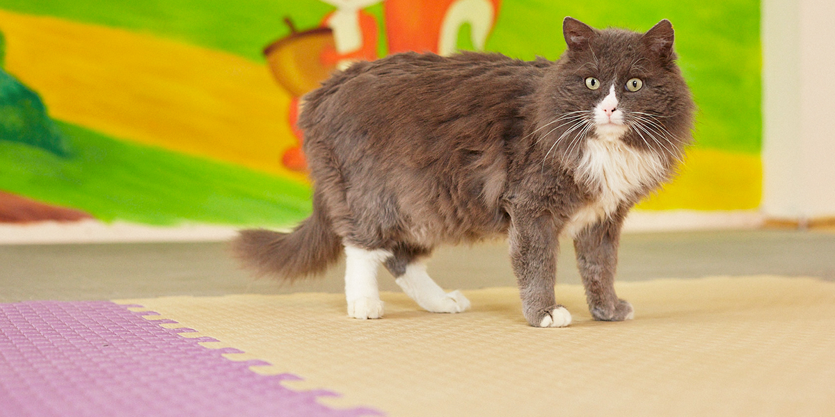 «Кошкин дом» во Владимире: как выглядит новый центр добра для пушистых созданий?