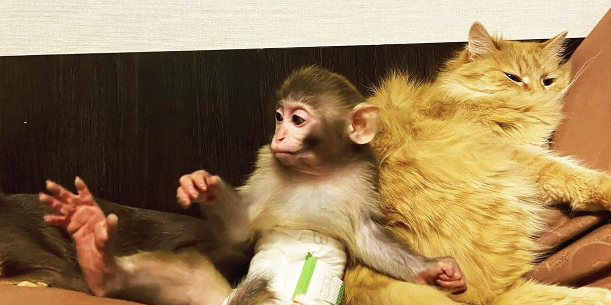 Ох уж эта Люся! Как живется в городской квартире непоседливой обезьянке