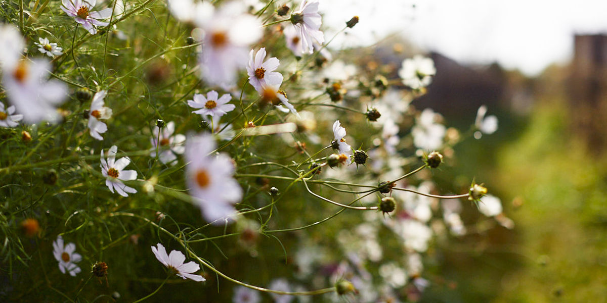 Прощальный тур лета: август расщедрится еще на несколько солнечных дней