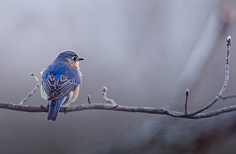 Грядущие выходные во Владимире станут началом фенологической весны