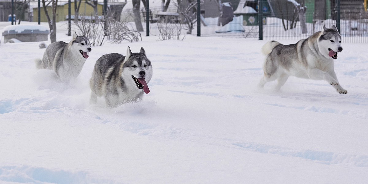 Эти собаки созданы для любви! Фоторепортаж из питомника хаски