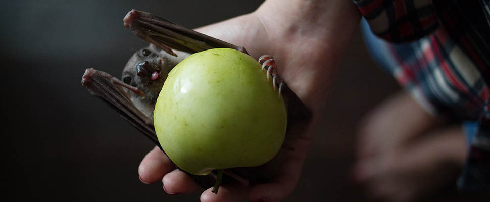 Необычные жители Владимирских квартир