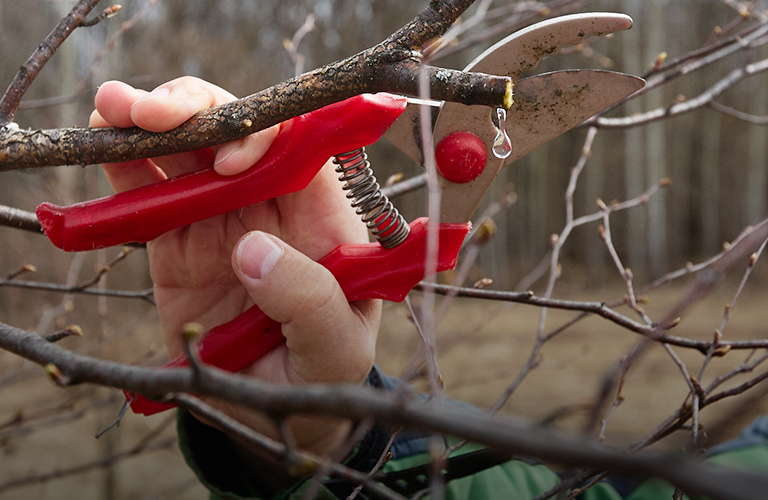 Слезы березы: где и как правильно собирать древесный нектар во Владимире