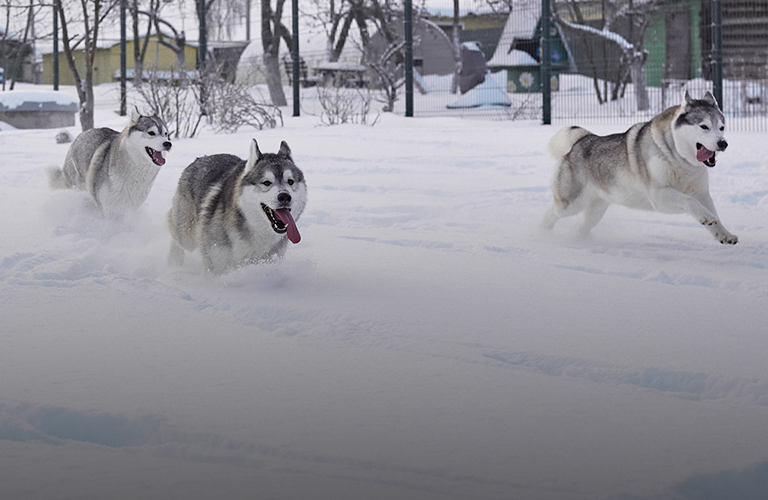 Эти собаки созданы для любви! Фоторепортаж из питомника хаски