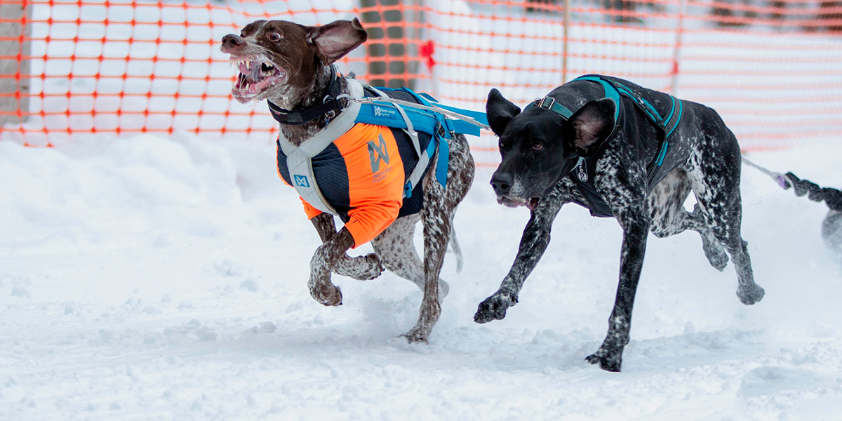 Для «крейзи дог» семь верст не крюк! Мохнатые спортсмены вышли на старт в Гусь-Хрустальном районе