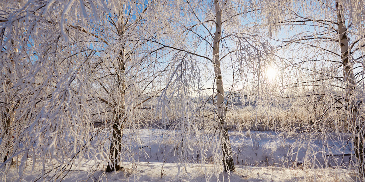 Ждать ли 33-му региону потепления среди зимы?