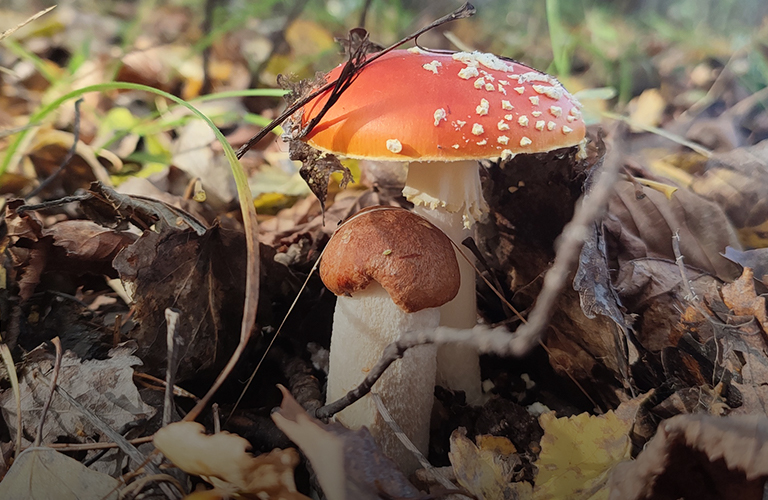 Подмухоморовик и ведьмовский букет. Сбор грибных красавцев в регионе продолжается
