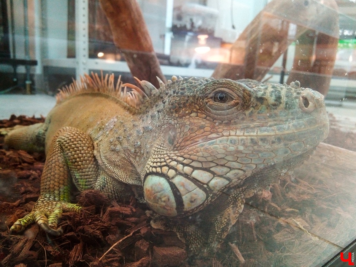 В Патриаршем саду во Владимире появился живой уголок, где обитают разные экзотические животные. Оказывается, у многих из них необычная судьба, сложный жизненный путь и своеобразный характер