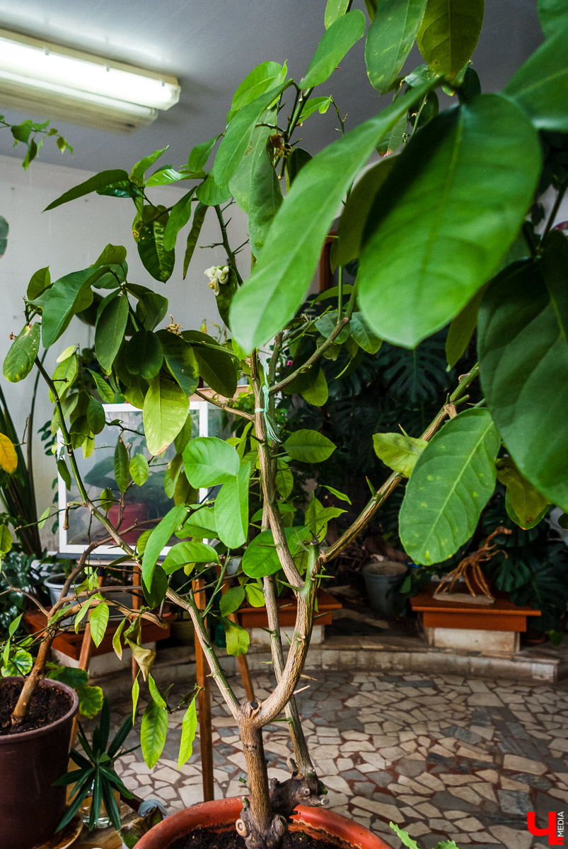 Дикий апельсин