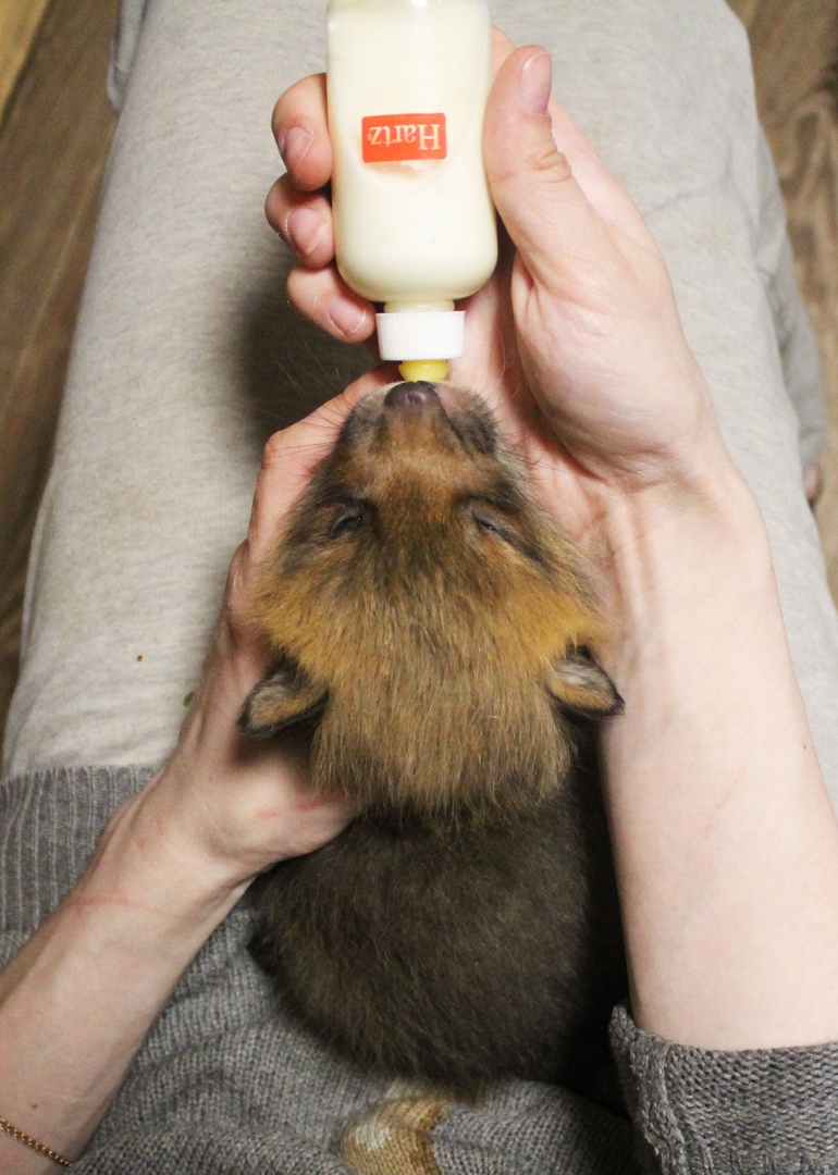 Под Владимиром в обычном доме живут 5 лис. Корреспондент “Ключ-Медиа” узнал: каково это - содержать диких зверей? Интервью с руководительницей единственного в России официального центра развития декоративного лисоводства