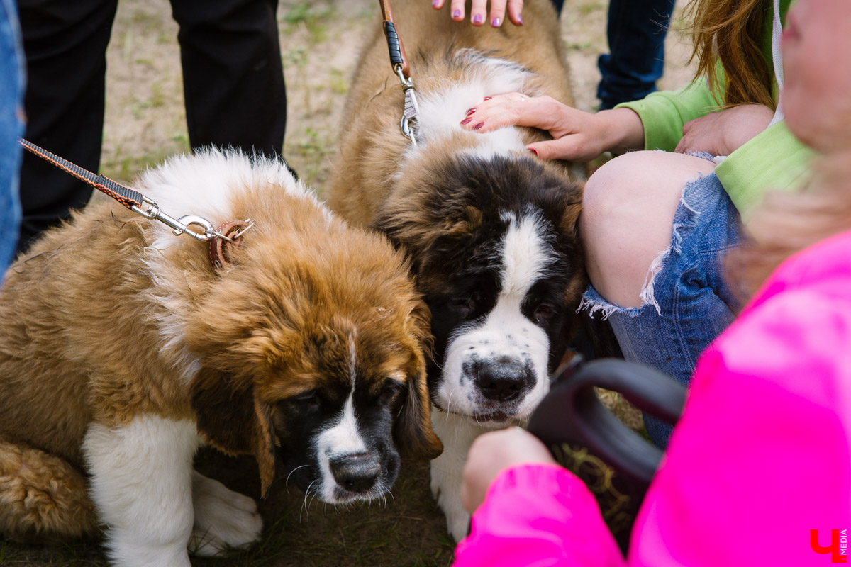 Собачьи нежности во Владимире: самые любвеобильные участники «Собаки-обнимаки»