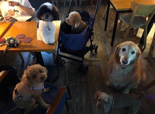 Собаки в Южной Корее