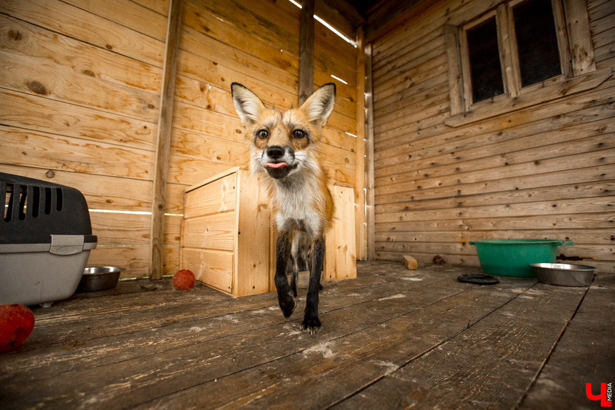 Под Владимиром в обычном доме живут 5 лис. Корреспондент “Ключ-Медиа” узнал: каково это - содержать диких зверей? Интервью с руководительницей единственного в России официального центра развития декоративного лисоводства