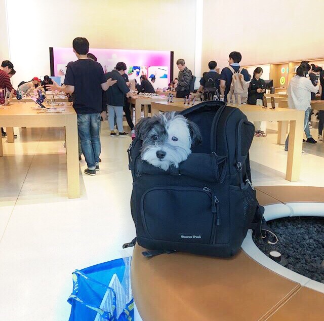 Собаки в Южной Корее