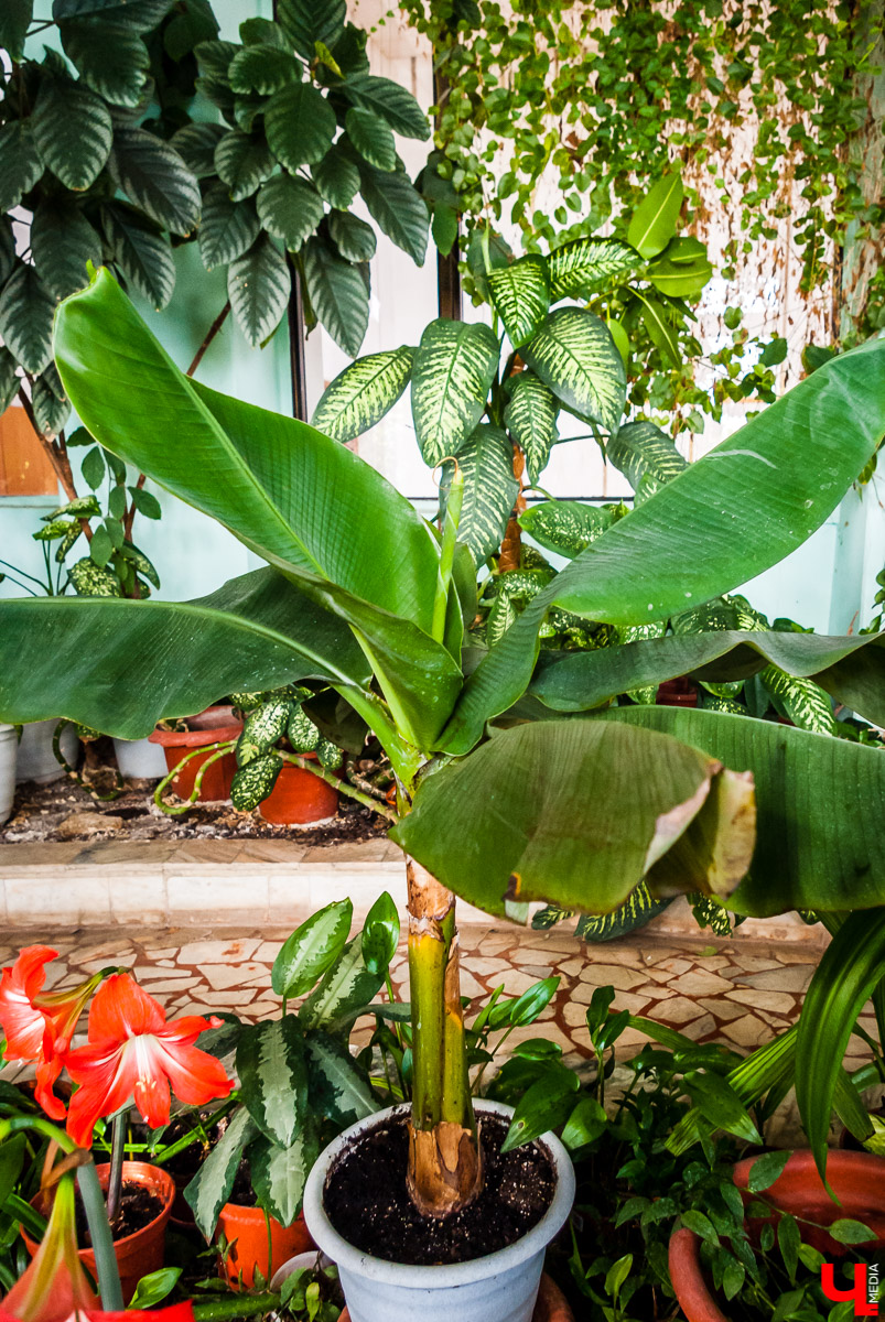 Банановая пальма