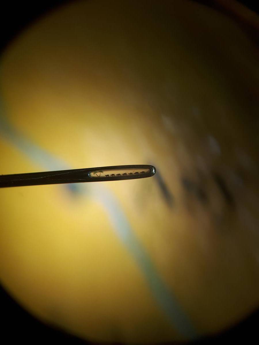 До 18 августа во Владимире можно увидеть подкованную блоху и другие микроминиатюры русского мастера Владимира Анискина. Корреспондент “Ключ-Медиа” побывал на выставке и сделал фоторепортаж