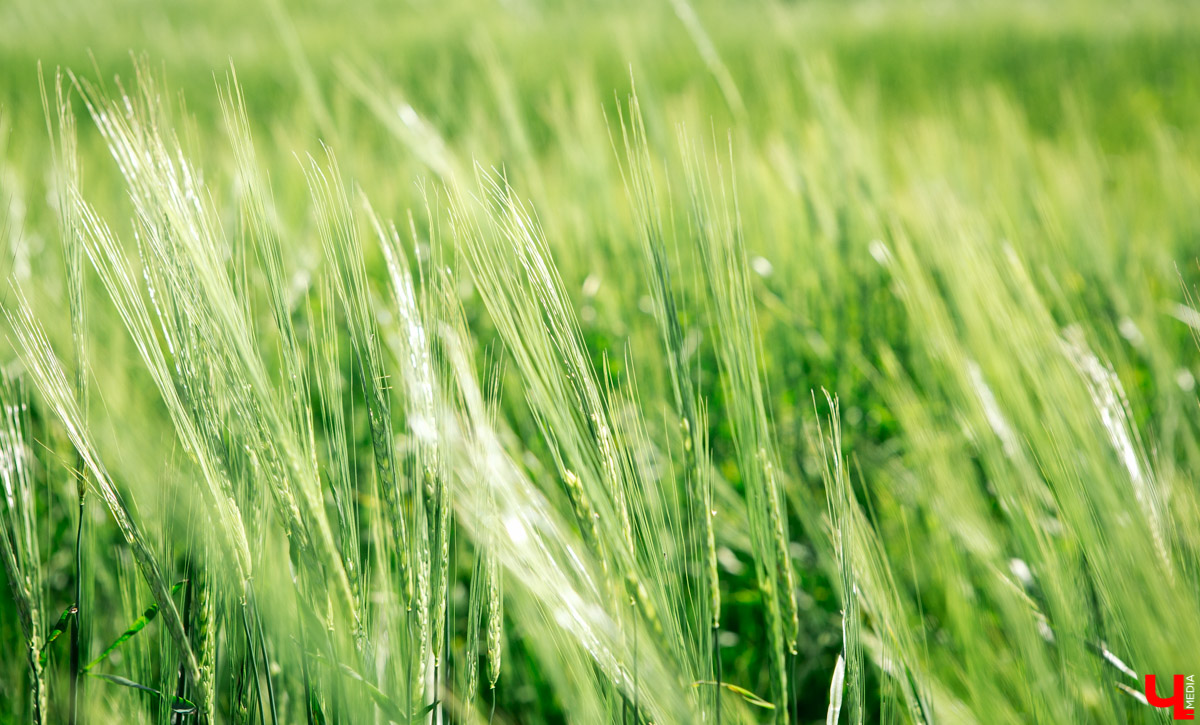 Марья Дармова