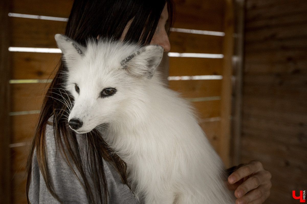 Под Владимиром в обычном доме живут 5 лис. Корреспондент “Ключ-Медиа” узнал: каково это - содержать диких зверей? Интервью с руководительницей единственного в России официального центра развития декоративного лисоводства