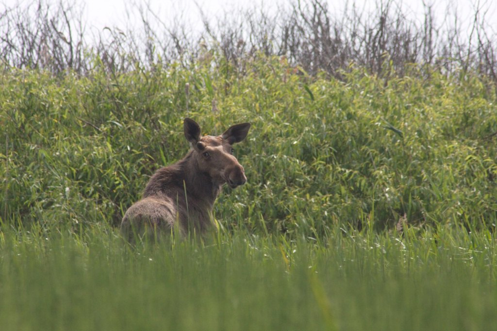 4 октября - Всемирный день защиты животных. К этой дате мы решили подсчитать: а сколько видов зверей обитает во Владимирской области?