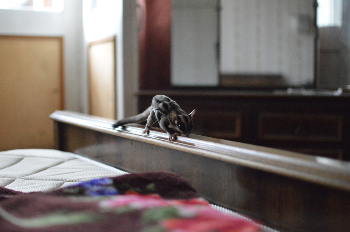 Сахарный поссум