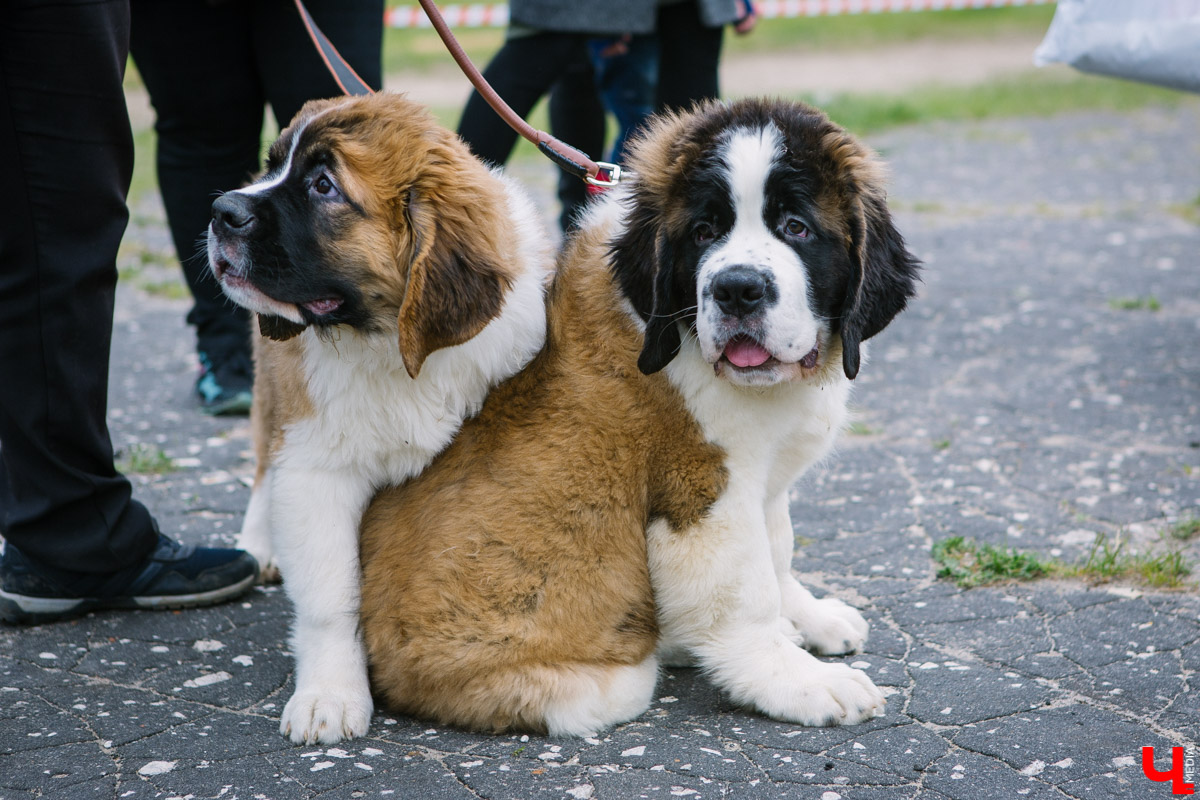 Собачьи нежности во Владимире: самые любвеобильные участники «Собаки-обнимаки»