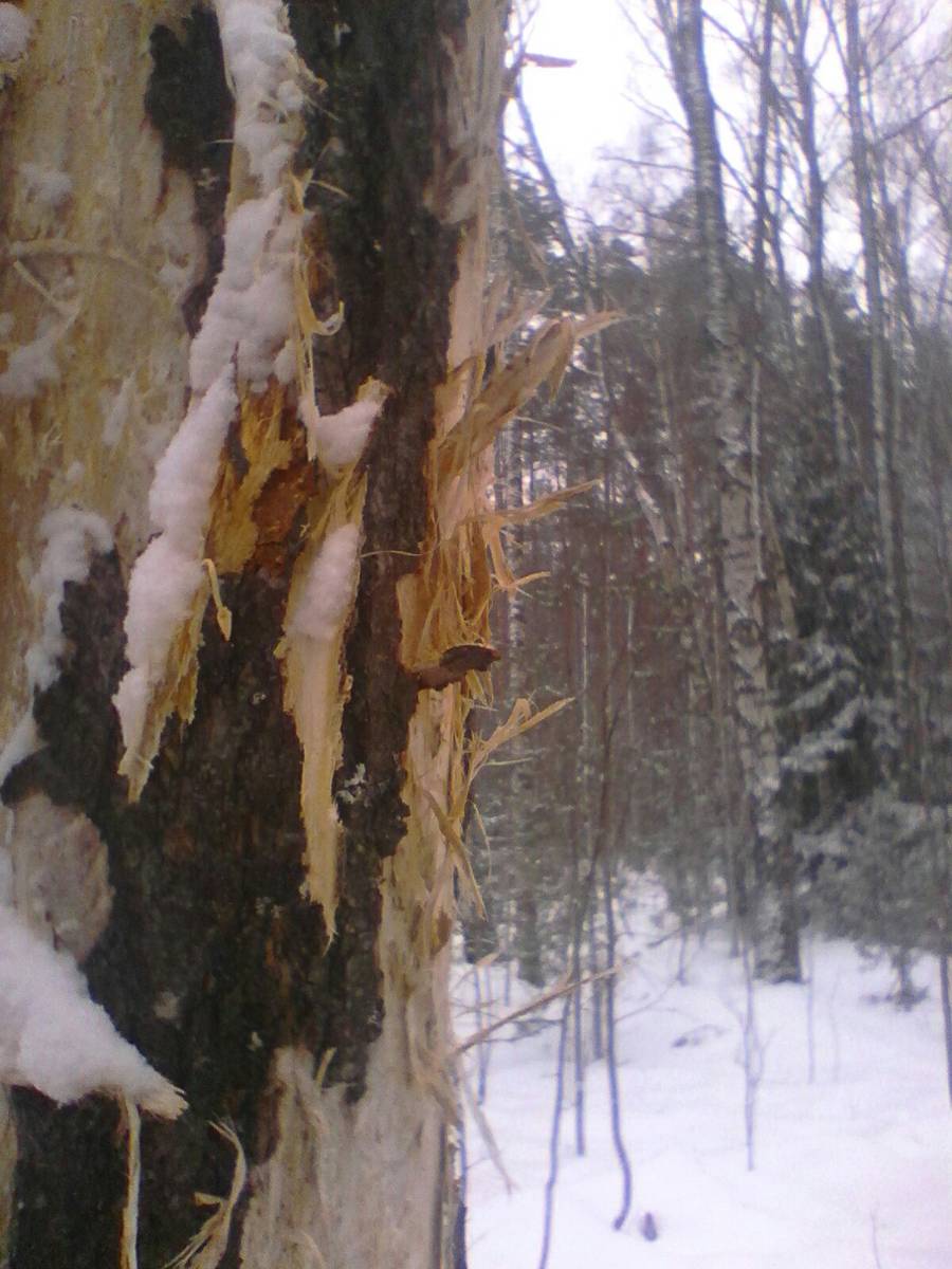В поисках муромской чупакабры