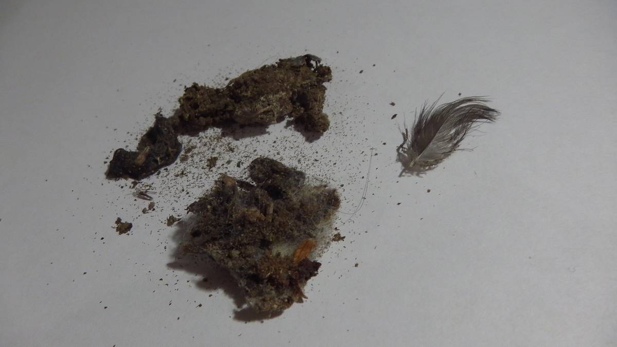 В поисках муромской чупакабры