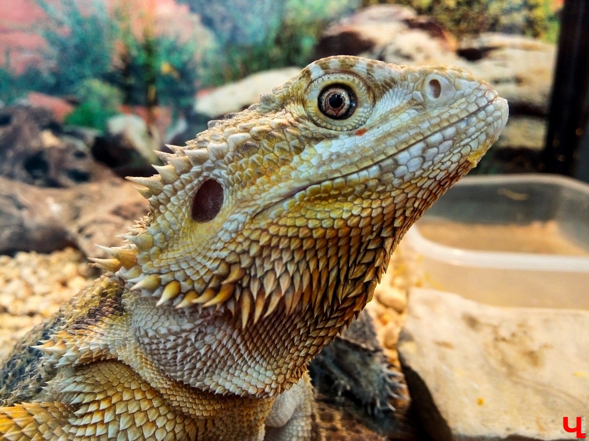 Во Владимире в Патриаршем саду появился живой уголок, где обитают разные экзотические животные. Оказывается, у многих из них необычная судьба, сложный жизненный путь и своеобразный характер