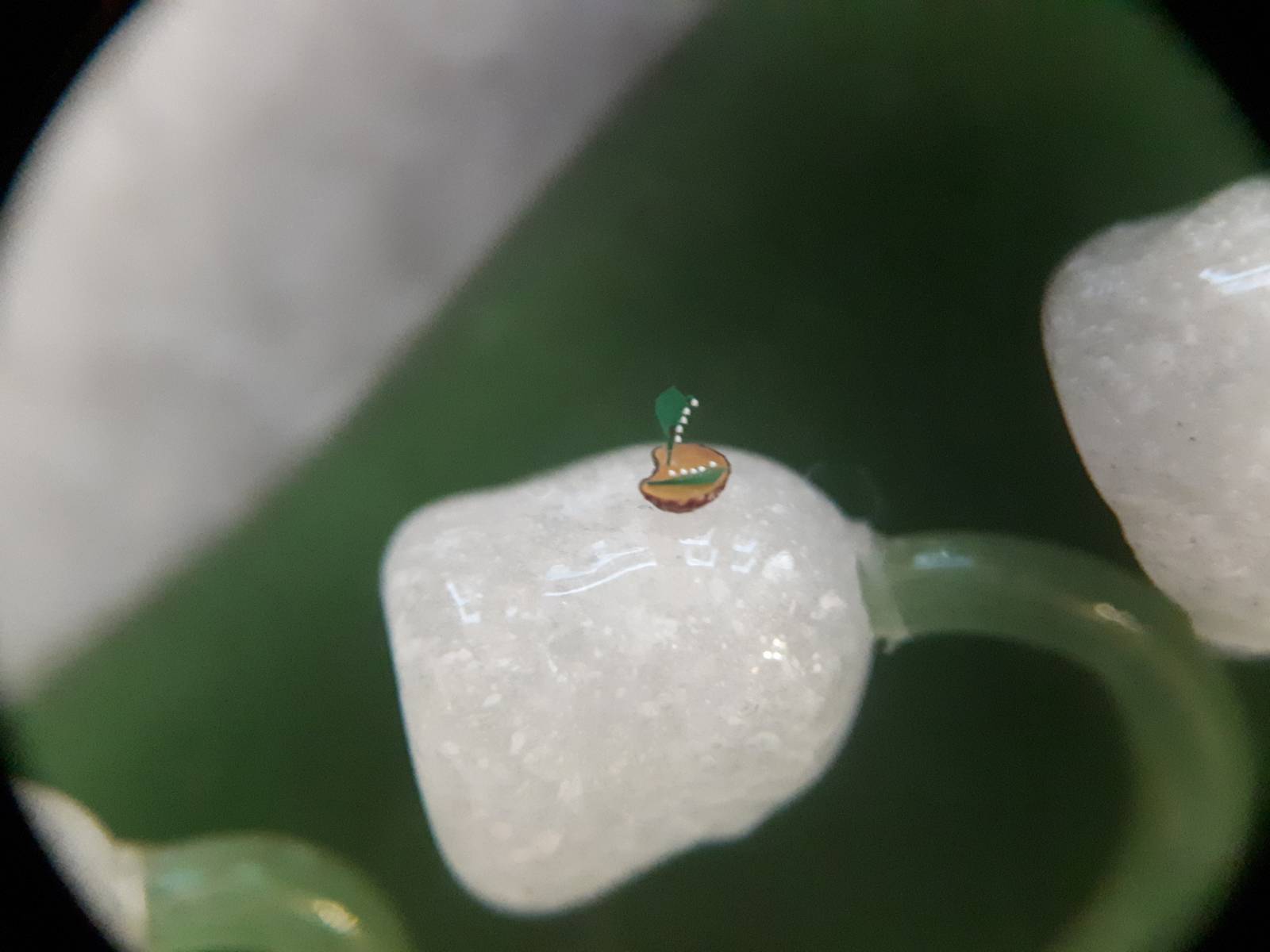 До 18 августа во Владимире можно увидеть подкованную блоху и другие микроминиатюры русского мастера Владимира Анискина. Корреспондент “Ключ-Медиа” побывал на выставке и сделал фоторепортаж