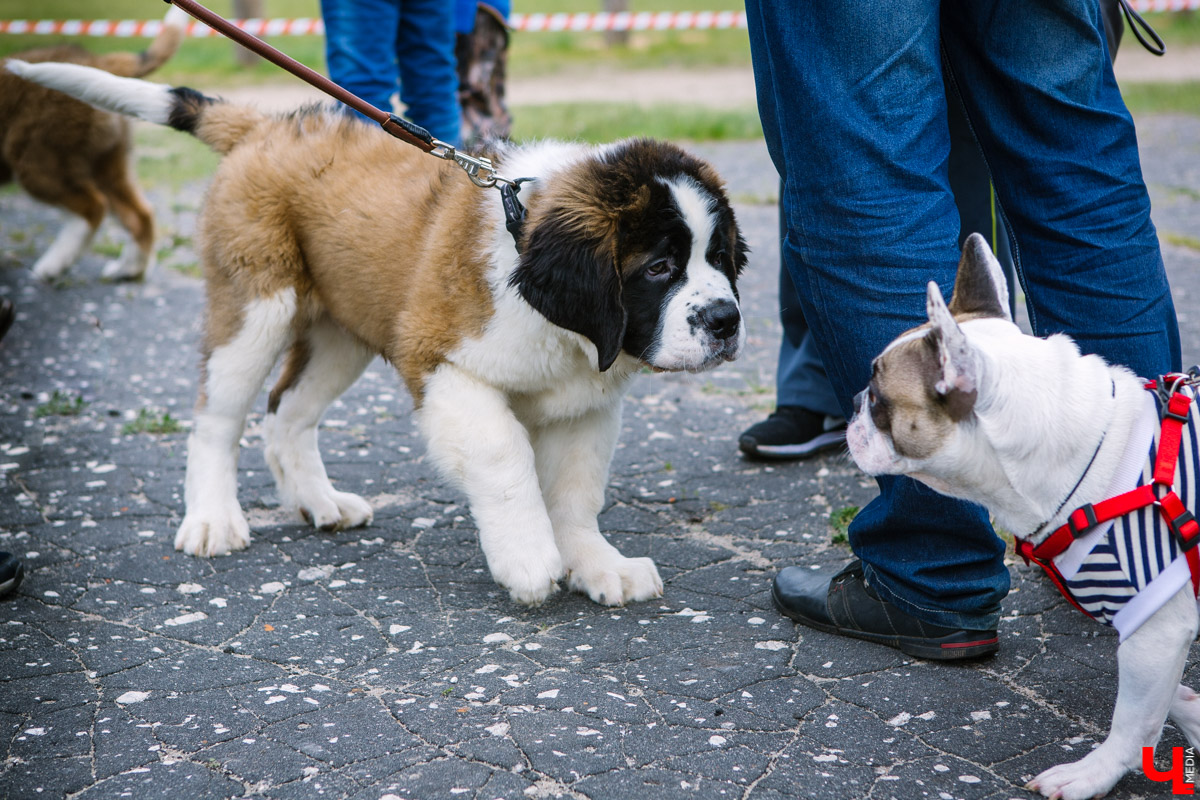 Собачьи нежности во Владимире: самые любвеобильные участники «Собаки-обнимаки»
