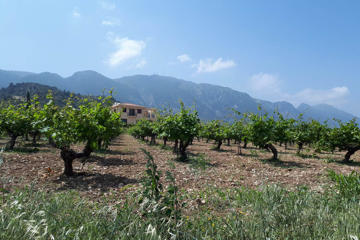 Жительницы Владимира отдохнули на Северном Кипре и поделились впечатлениями