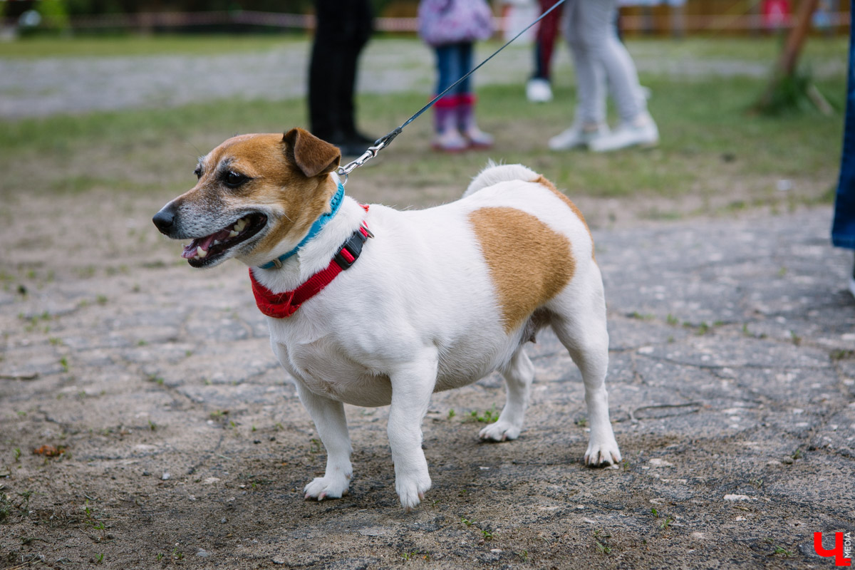 Собачьи нежности во Владимире: самые любвеобильные участники «Собаки-обнимаки»