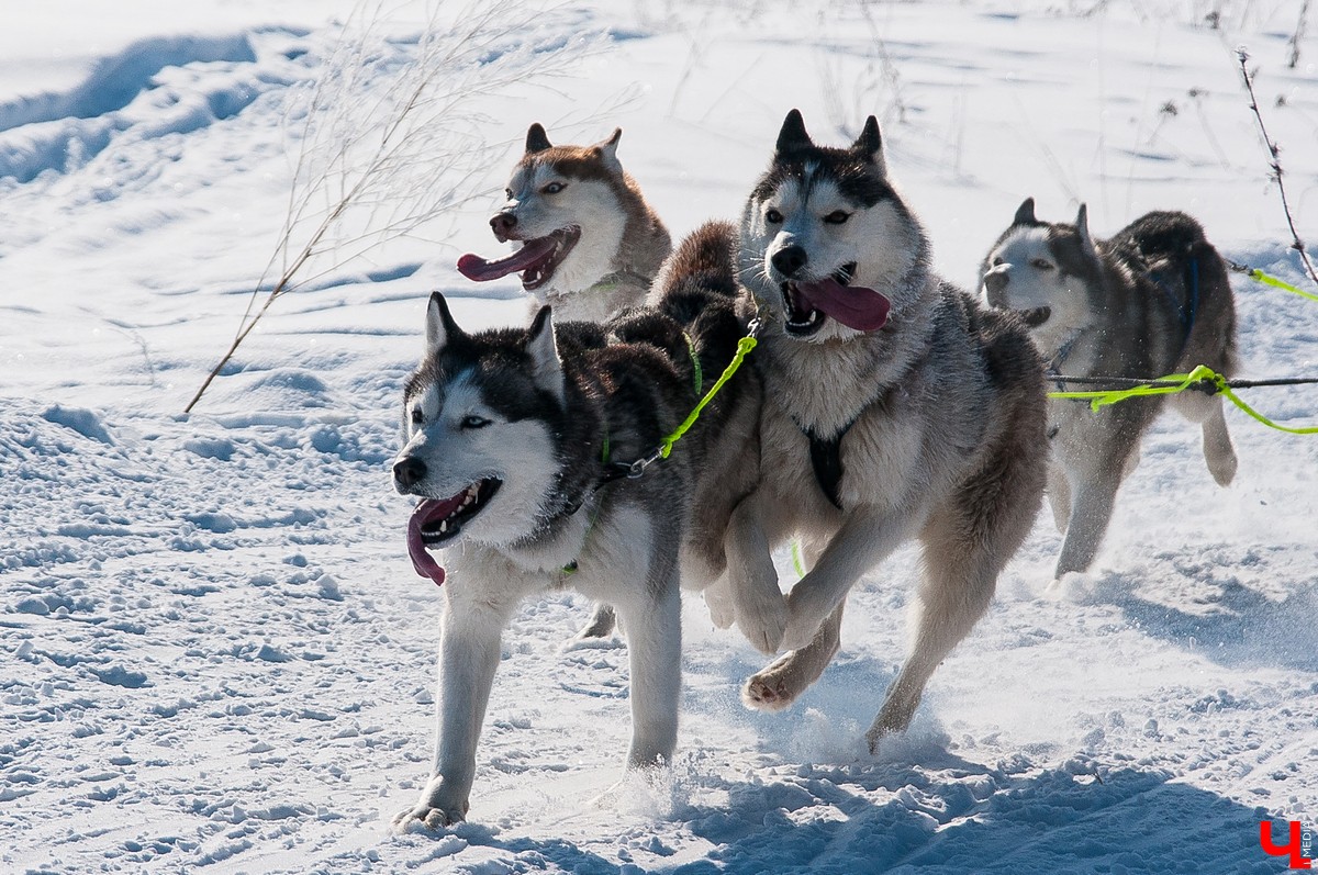 «Суздальский луг» 2018