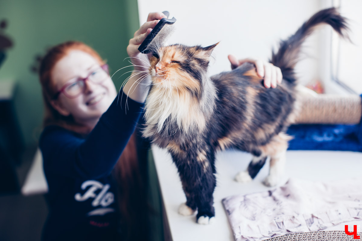 Котокафе «Котангенс» во Владимире