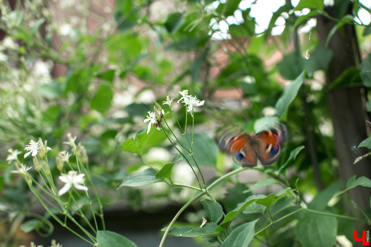 Журналист “Ключ-Медиа” на себе проверил, что такое аэроапитерапия и узнал, зачем люди ложатся спать на ульи с пчелами. Какую пользу приносит такой отдых рассказал пасечник из Владимирской области Николай Фадеев