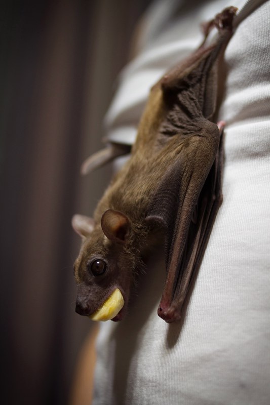 Нильский крылан