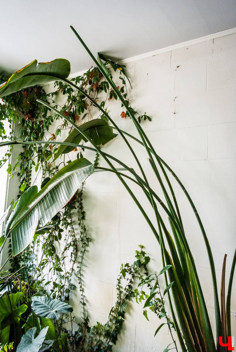 Зимний сад во Владимире