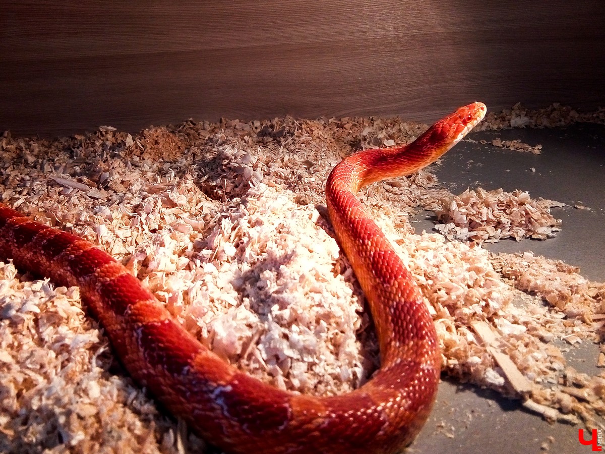 Во Владимире в Патриаршем саду появился живой уголок, где обитают разные экзотические животные. Оказывается, у многих из них необычная судьба, сложный жизненный путь и своеобразный характер