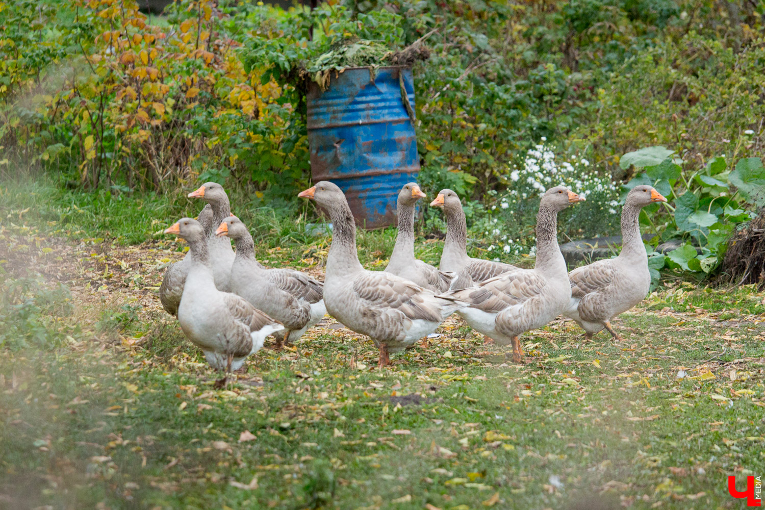 Гуси владимирской глинистой породы