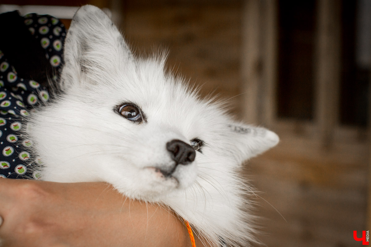 Под Владимиром в обычном доме живут 5 лис. Корреспондент “Ключ-Медиа” узнал: каково это - содержать диких зверей? Интервью с руководительницей единственного в России официального центра развития декоративного лисоводства