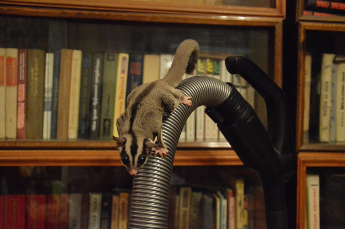 Сахарный поссум