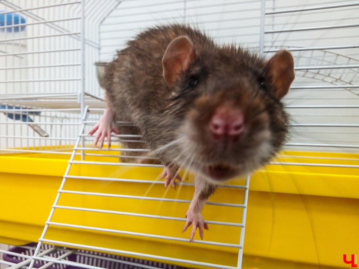 Во Владимире в Патриаршем саду появился живой уголок, где обитают разные экзотические животные. Оказывается, у многих из них необычная судьба, сложный жизненный путь и своеобразный характер