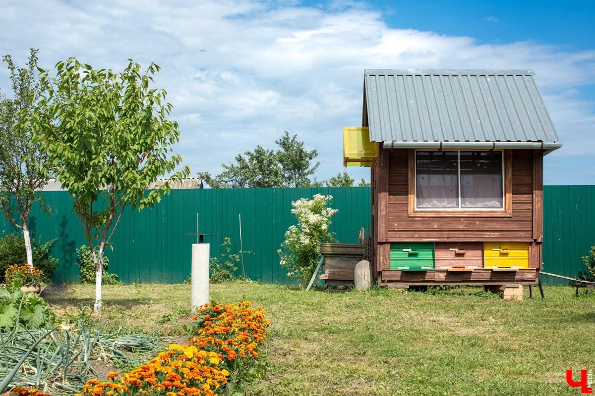 Журналист “Ключ-Медиа” на себе проверил, что такое аэроапитерапия и узнал, зачем люди ложатся спать на ульи с пчелами. Какую пользу приносит такой отдых рассказал пасечник из Владимирской области Николай Фадеев