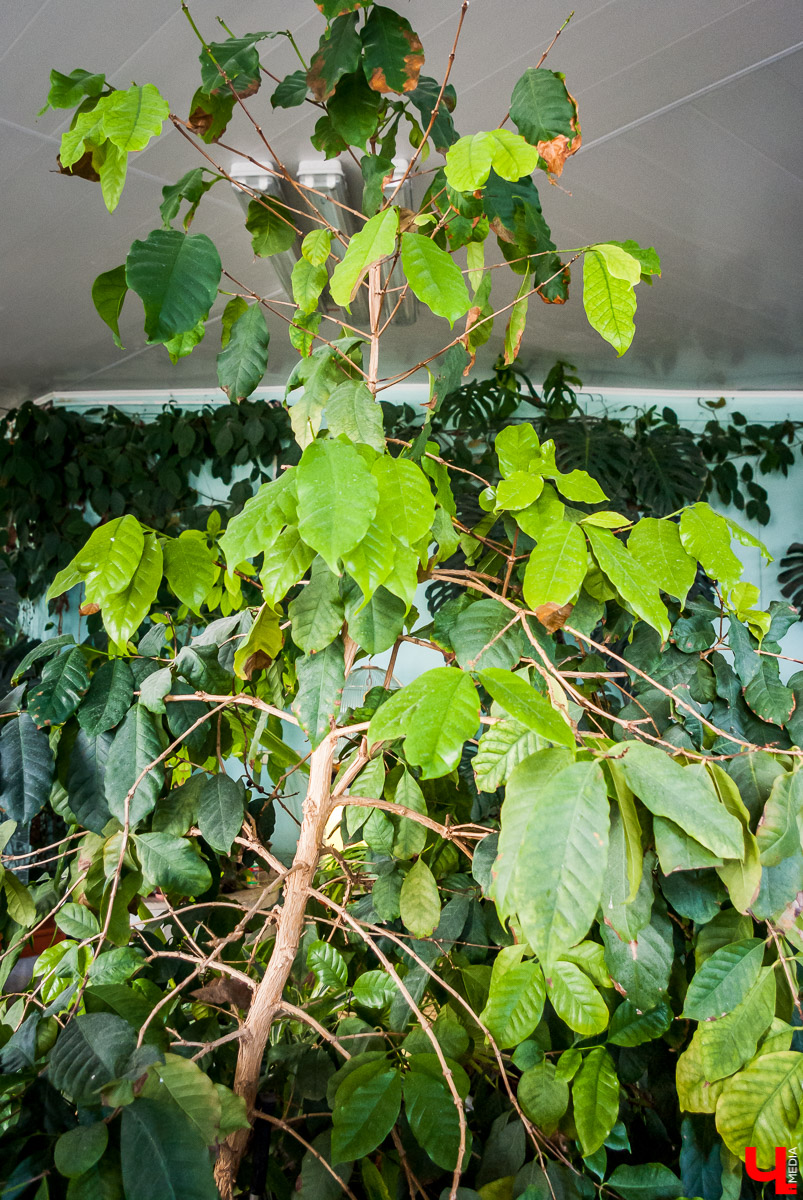 Зимний сад во Владимире