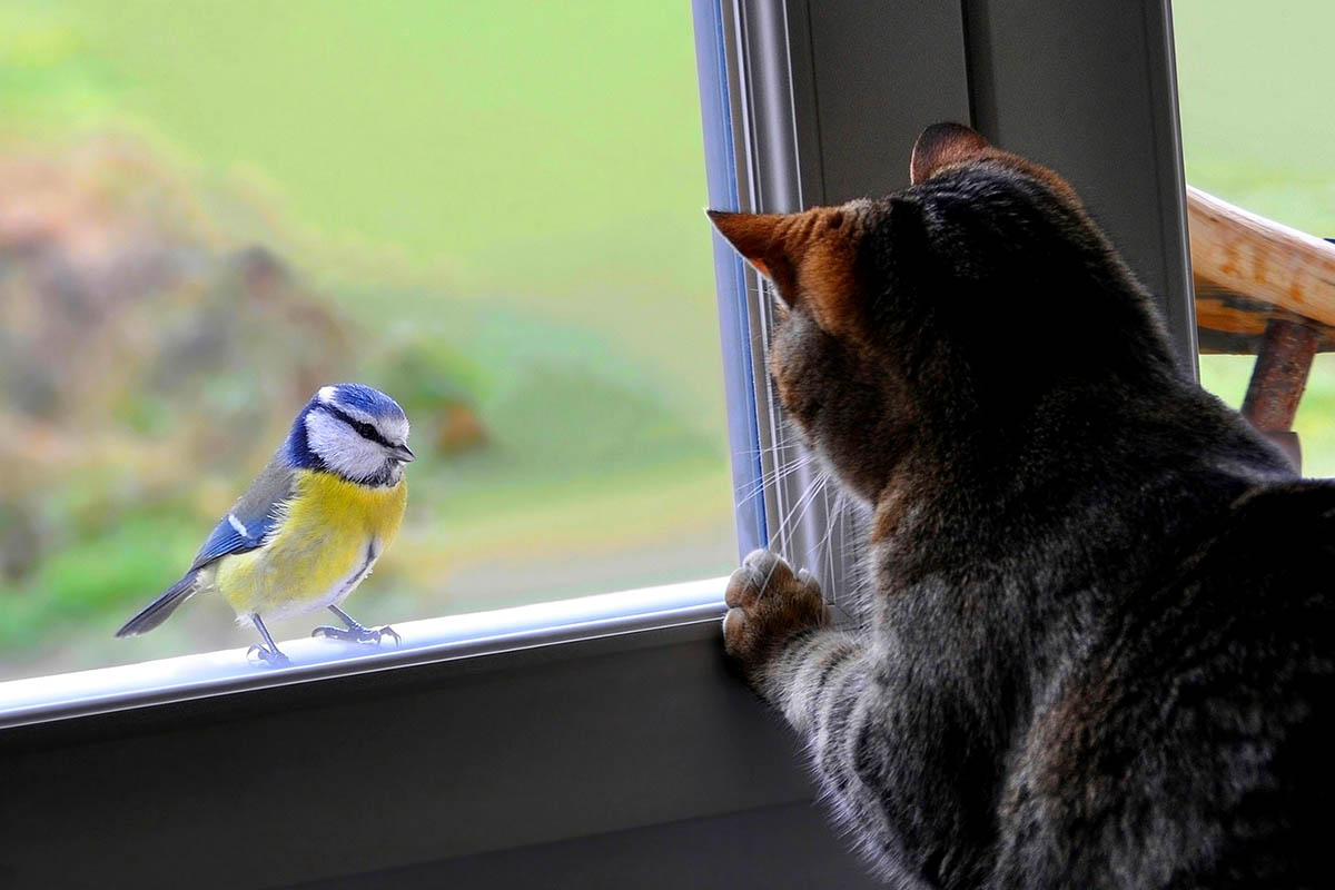 Птица за окном